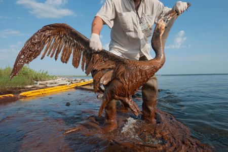 A worker rescues a severely oiled brown pelican along the Louisiana shore in June 2010.