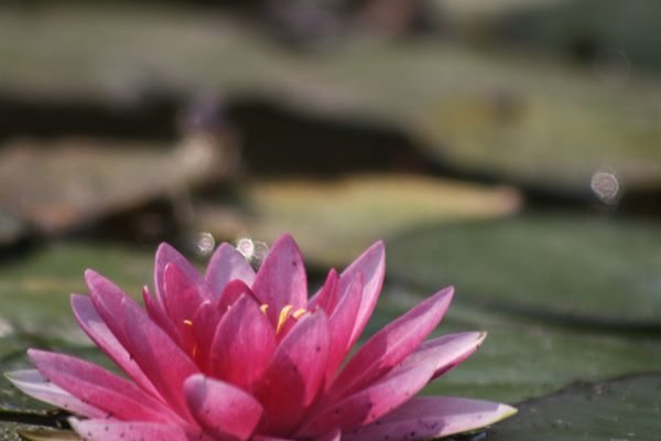 Water Lily thumbnail