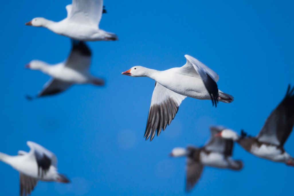 Geese