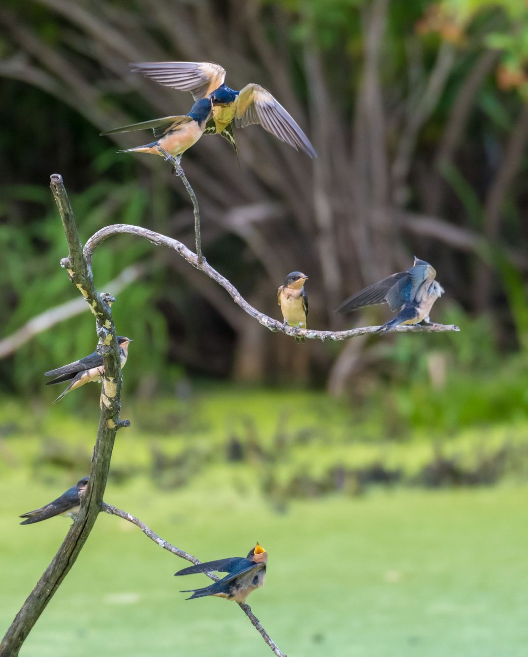 Family Tree Feeding | Smithsonian Photo Contest | Smithsonian Magazine