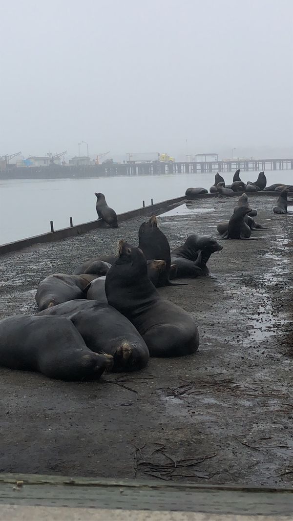 Early morning on the pier thumbnail