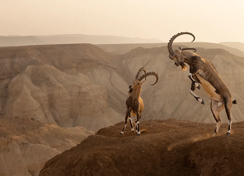two Nubian ibexes fight on a cliffside; one of them is reared up on its hind legs. A desert canyon is in the background