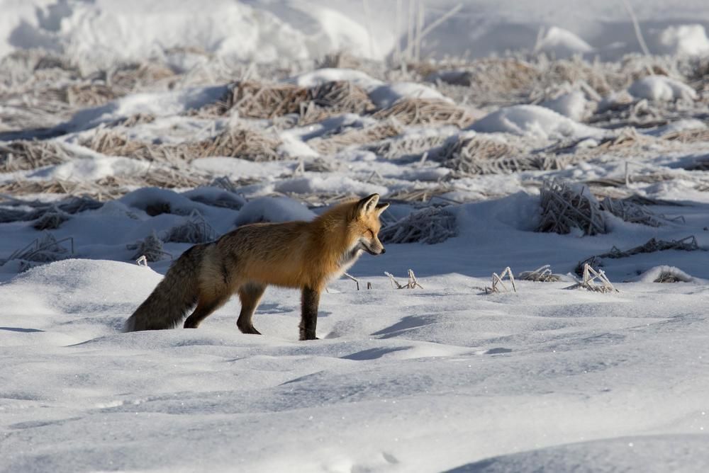 How Human Noise Ruins Parks for Animals and People