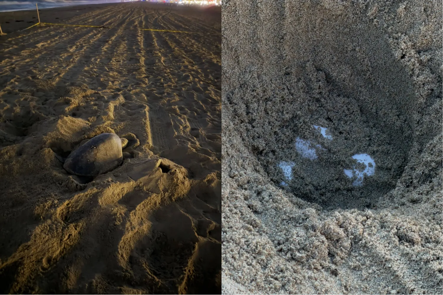 In a First, Sea Turtles Were Spotted Nesting on the U.S. West Coast. Scientists Say the 'Super' El Niño Could Have Brought Them There