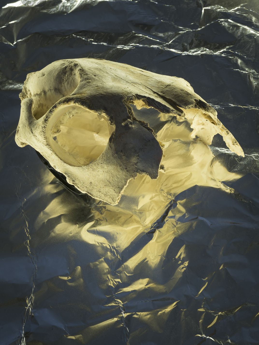 Part of a horse skull was uncovered in a grave next to a human body, offering a hint at religious practices in the region at that time.