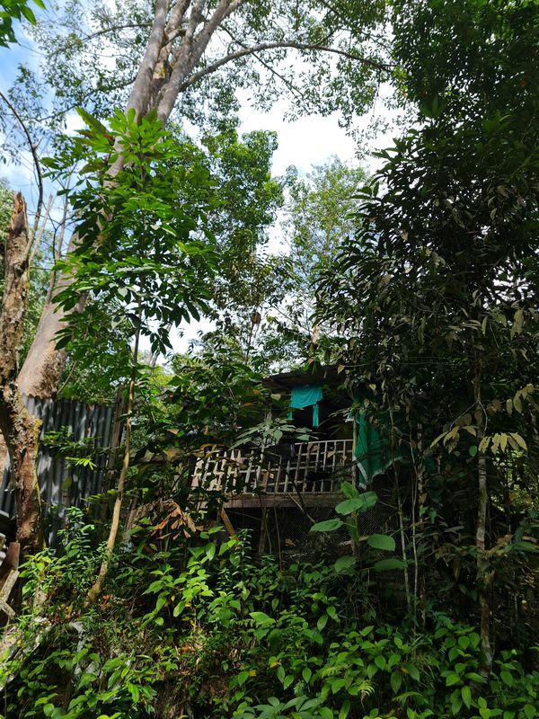 Shelter in the jungle. thumbnail