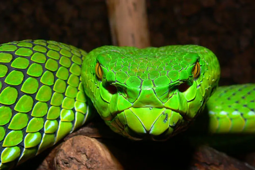 Gumprechts green pit viper