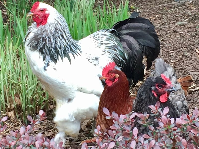 A rooster named Cluck Norris | Smithsonian Photo Contest | Smithsonian ...