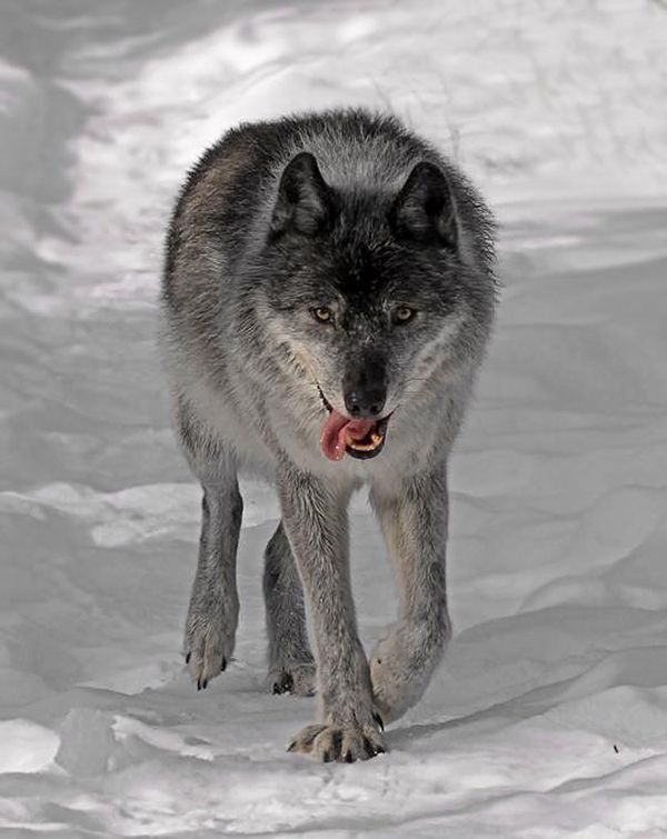 Grey wolf thumbnail
