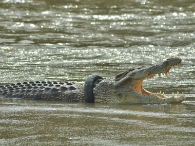 Locals call this crocodile &quot;buaya kalung ban,&quot; which means &quot;crocodile with a tire necklace.&quot;