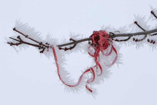 Frost and red ribbon thumbnail