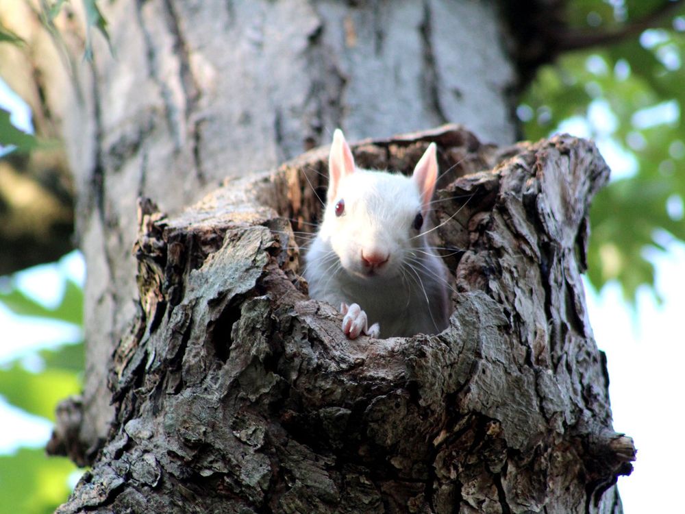 Albino Squirrel