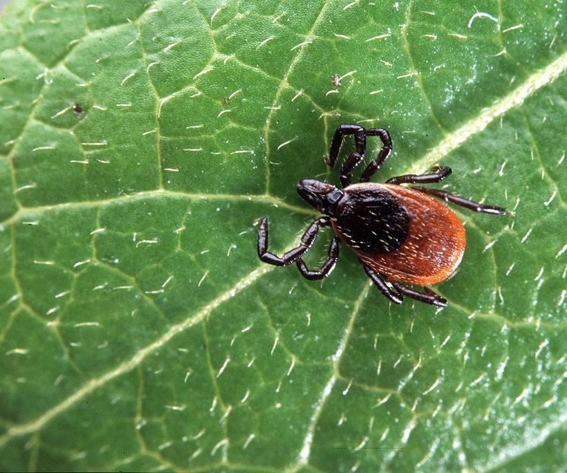 An image of a deer tick sitting on a green leaf.