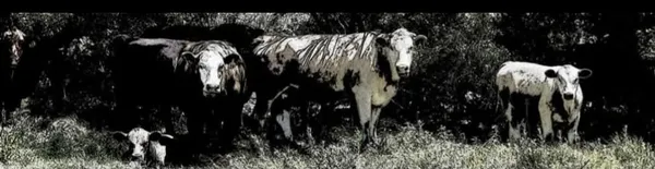 bovine shade seekers.. thumbnail