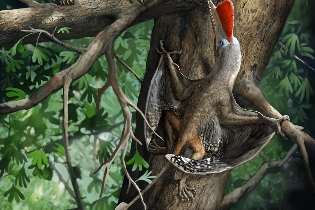 Kunpengopterus antipollicatus