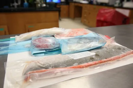 Frozen seafood in the lab, ready for DNA testing.