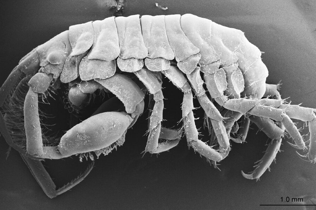 Whale Shark Amphipod