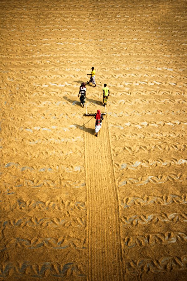 paddy processing field in Bangladesh thumbnail