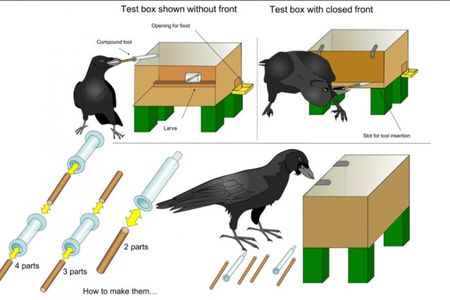 A crow named Mango successfully assembled three- and four-part compound tools