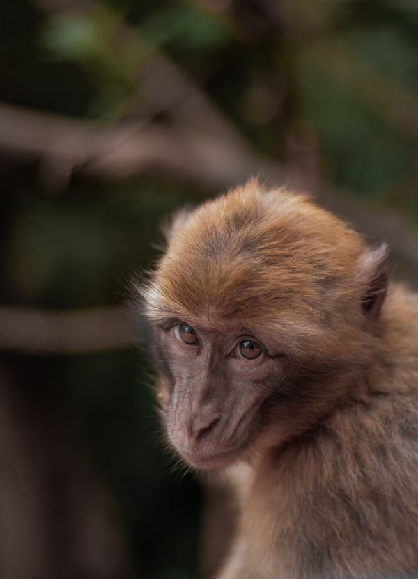 Baby monkey by Ozoud Waterfalls thumbnail