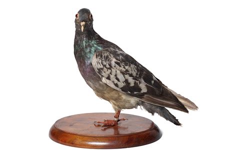 The Smithsonian's Cher Ami will play a role in tonight's multimedia performance &ldquo;November 1918: The Great War and The Great Gatsby&rdquo; at Carnegie Hall in New York City.