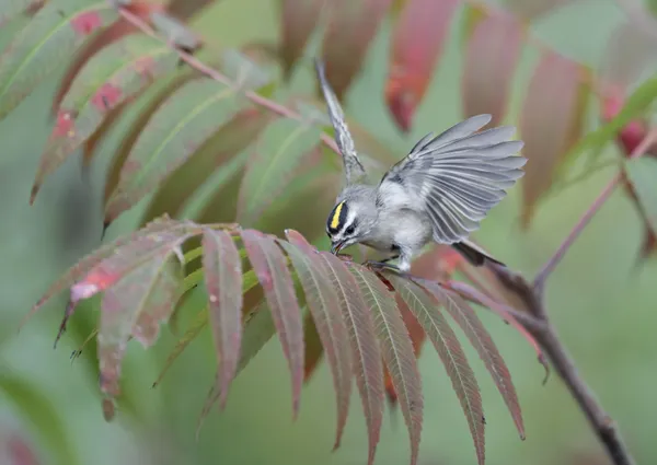 Golden-crowned kinglet catching insects on staghorn sumac. thumbnail