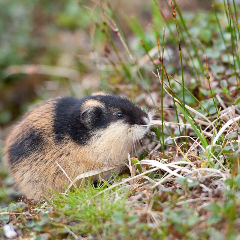 Videos: Lemming Suicide, the No. 1 Nature Hoax