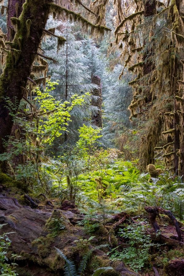 Mystical Hoh Rain Forest thumbnail