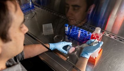 Inside the Innovative Lab Growing Mammal Tissue Using Plants as Scaffolds