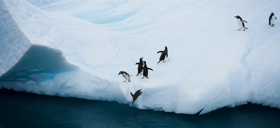  Penguins on the ice 