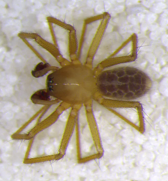 Indiana Spider
