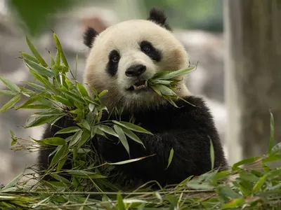 The Smithsonian National Zoo's New Giant Pandas Will Make Their Public Debut on January 24 image