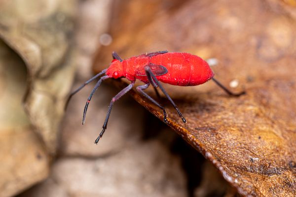 Soapberry Bug thumbnail