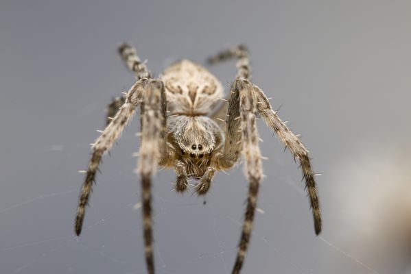 A spider on its web thumbnail
