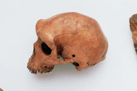 Early Homo sapiens, a skull of which is shown here, may have coexisted with the primitive human whose jawbone was recently discovered by a fisherman off the coast of Taiwan