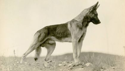 Strongheart the German Shepherd Catapulted to Fame for His Heroics in Silent Films. Later, Spiritual image