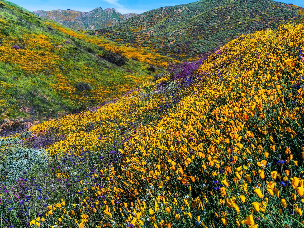 California