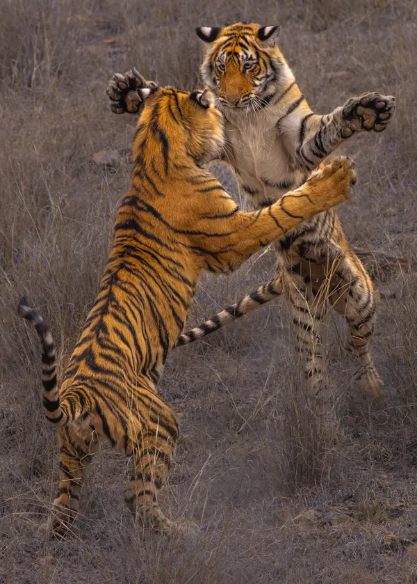 Sparring Siblings thumbnail