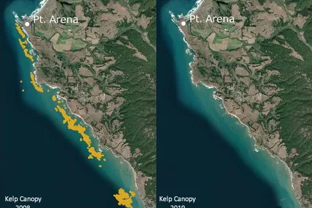 Satellite images comparing bull kelp canopy cover (gold shading) 2008 and 2019 off the coast of Mendocino and Sonoma Counties in Northern California.