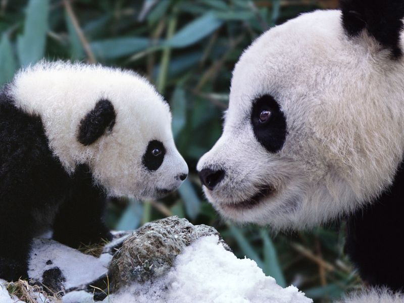 800px x 600px - Why Panda Sex Isn't Black and White | Science| Smithsonian Magazine