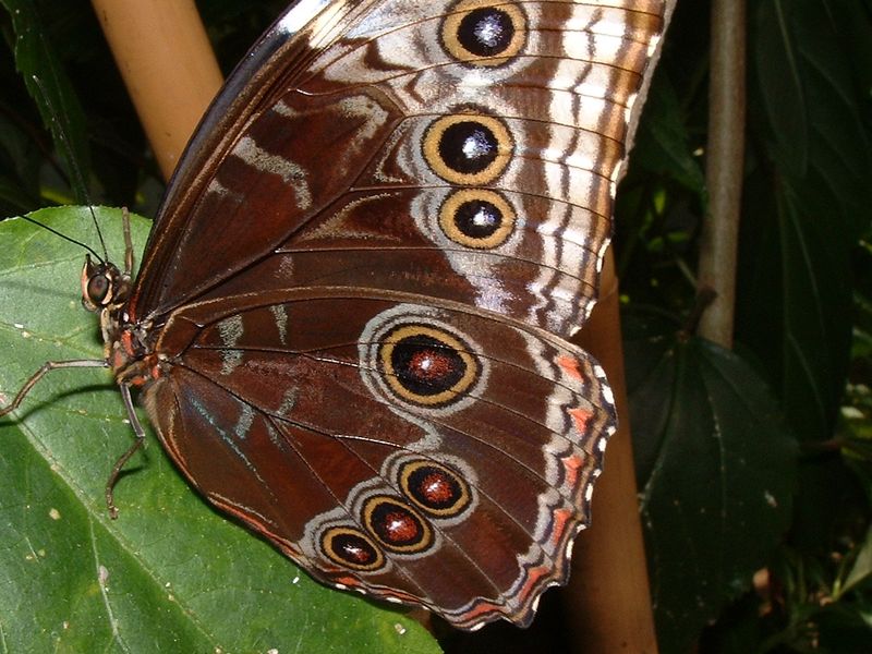 All eyes are on the butterfly Smithsonian Photo Contest Smithsonian