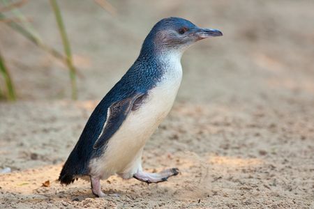 Little penguins are the only penguins now found in Australia.