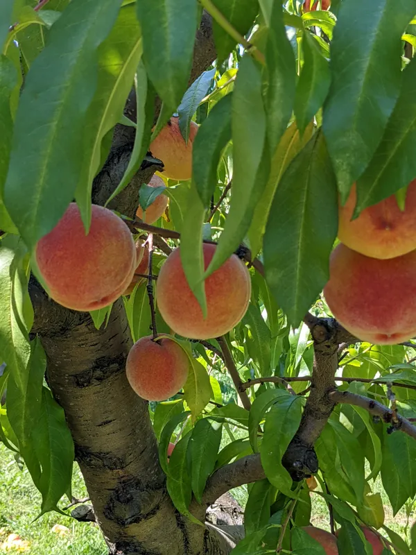 Peach Tree thumbnail