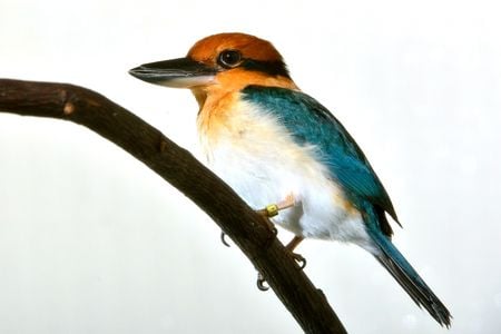 A female Guam kingfisher at the Smithsonian Conservation Biology Institute in 2012.