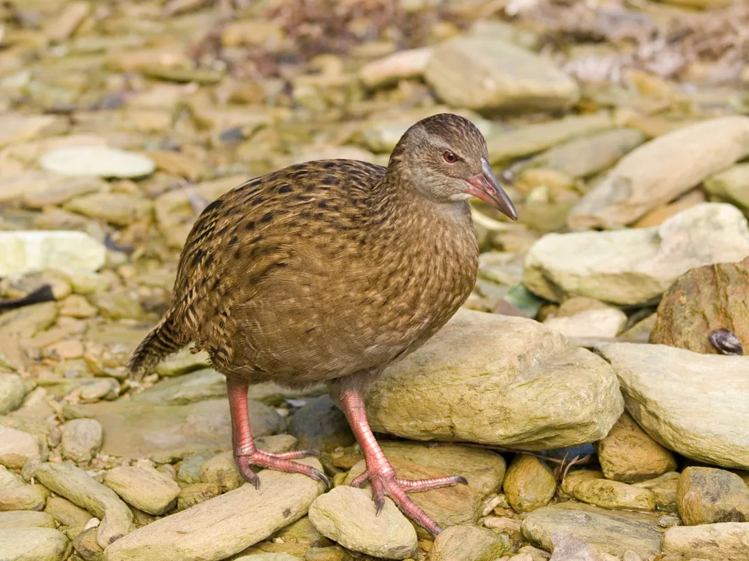The New Zealand Weka, or woodhen