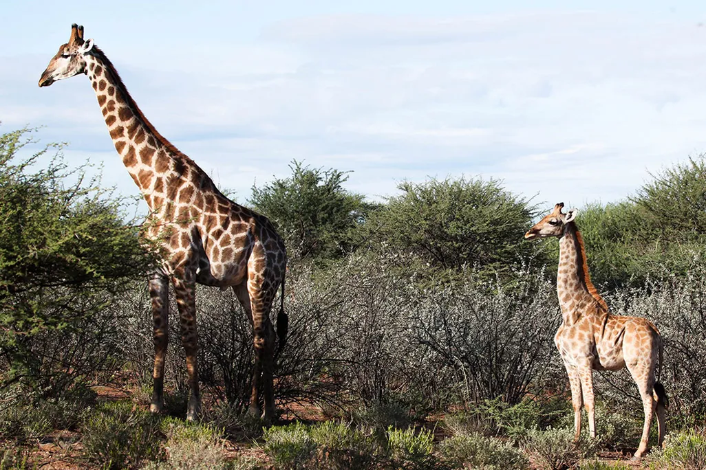 A photo of two giraffes standing in an open space surrounded by shrubs. The giraffe on the right has dwarfism, and it is significantly shorter than the taller giraffe on the left. 