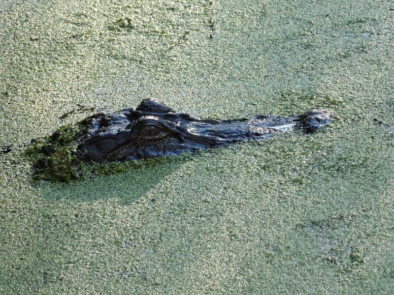 An alligator playing hide-and-seek in the duckweed. | Smithsonian Photo ...