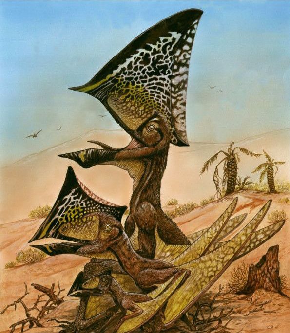 Artist's rendering of C. dobruskii