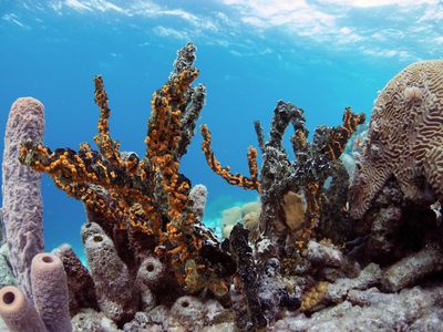 A reef off the coast of Bonaire 