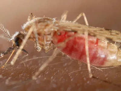 An Anopholes mosquito, the vector for malaria, taking a blood meal from a tasty human. 